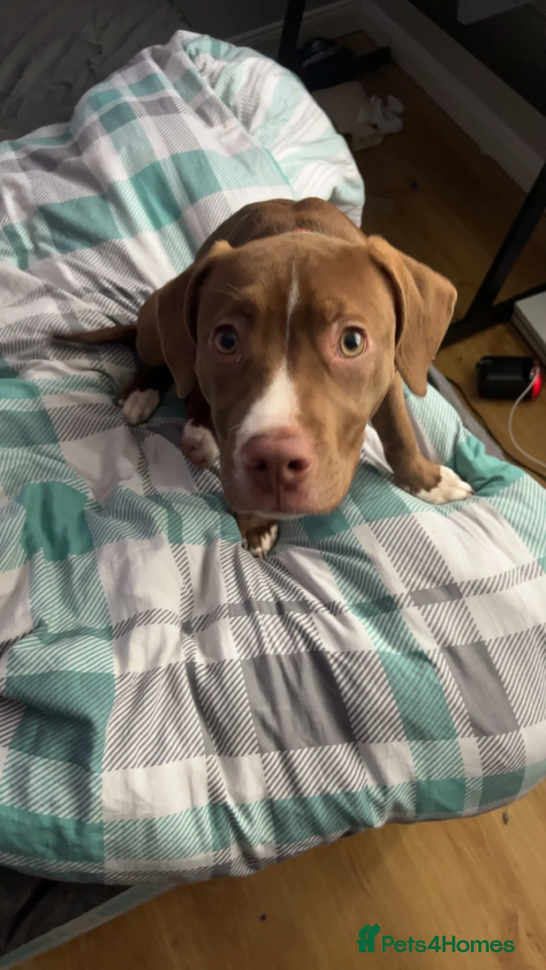 Mixed Breed dogs for sale: Beautiful red Staffy bull girl pup  in Cookstown - Advert 6