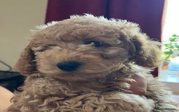 Maltipoo dogs for sale: Maltipoo Puppies - Image 12