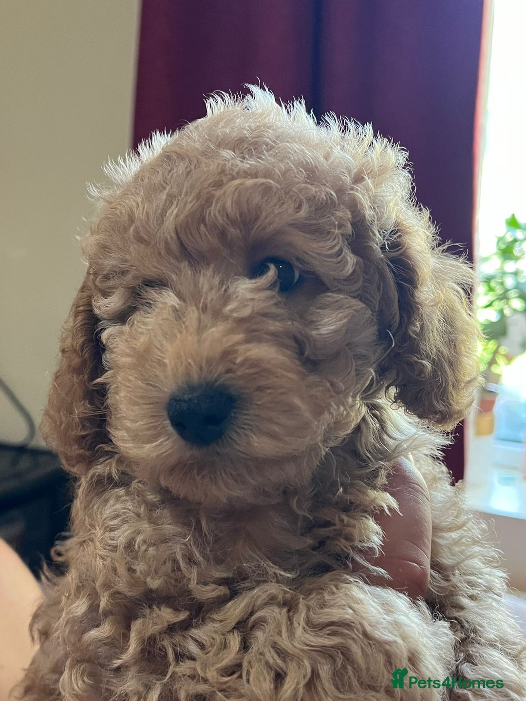 Maltipoo dogs for sale: Maltipoo Puppies - Image 12