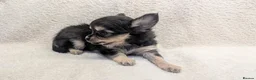 Chihuahua dogs for sale: KC Reg Long Coat Chihuahua Puppies, 1 Girl 1 Boy - Advert 5