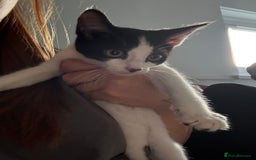 Mixed Breed cats for sale: FREE**** 12 week old black and white kittens  - Image 2