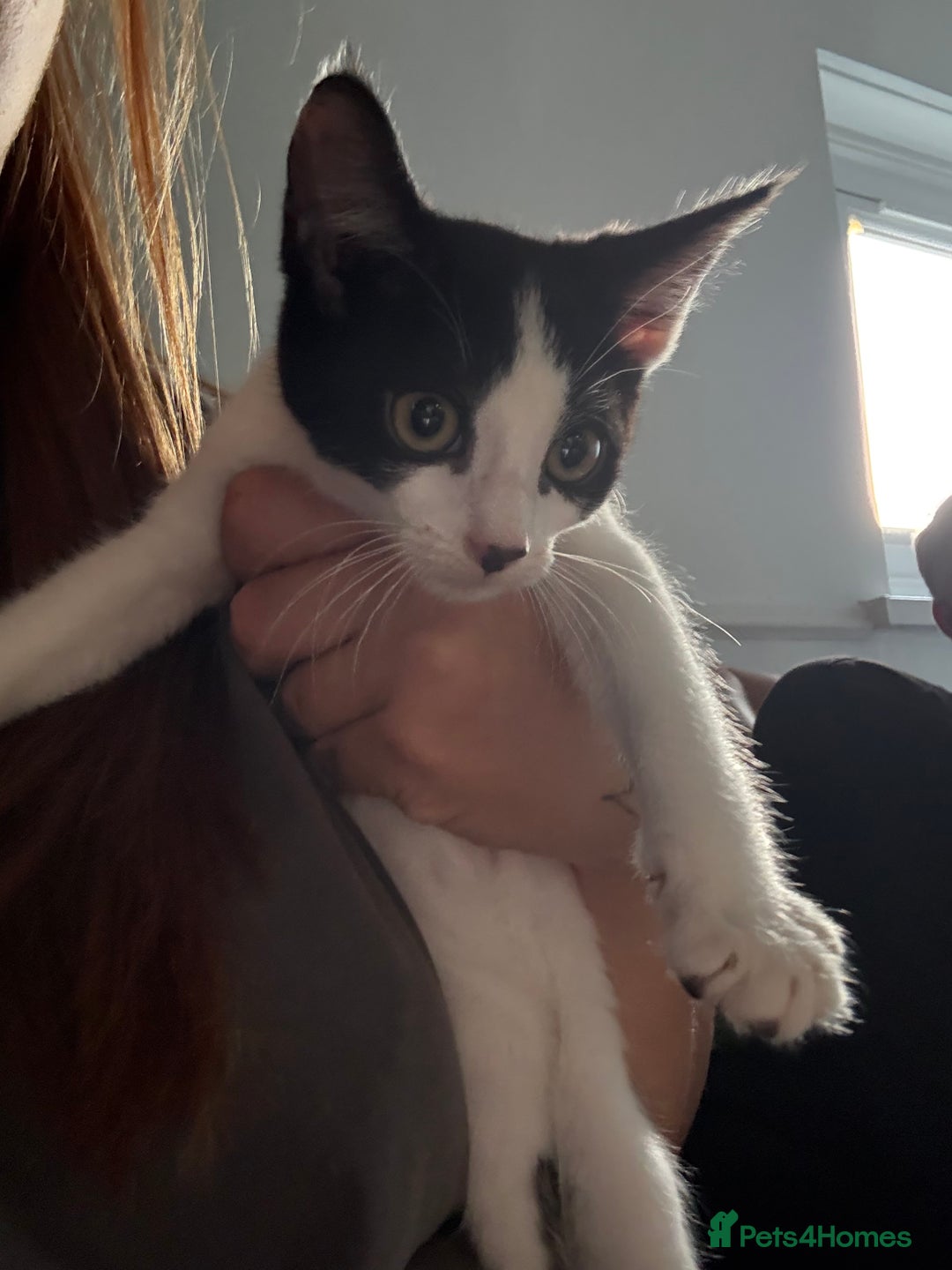 Mixed Breed cats for sale: FREE**** 12 week old black and white kittens  - Image 2