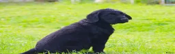 Flat coated Retriever dogs for sale: Ready now Flat coat retriever 2 left 1 boy 1 girl - Advert 3