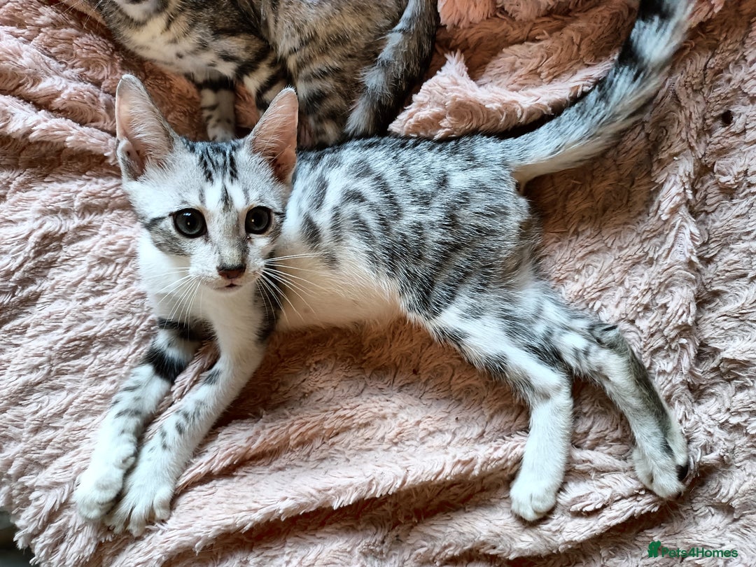 Bengal cats for sale: Bengal Mix Kittens High % Wild Asian Leopard Cat  - Image 13