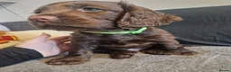 Cocker Spaniel dogs for sale: Cocker spaniel puppies  - Advert 19