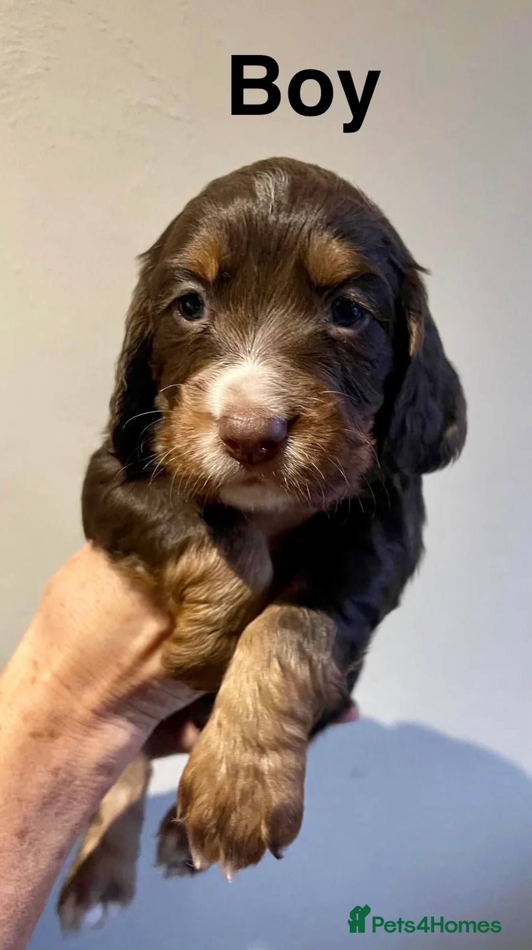Cocker Spaniel dogs for sale: Beautiful Working Cocker Puppies  - Advert 4