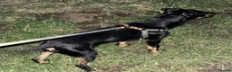 Jagdterrier dogs for sale: Jagd terrier  in Houghton le Spring - Advert 3