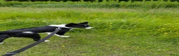 Border Collie dogs for sale: Lovable family puppy border Collie called Hugo a  - Advert 2