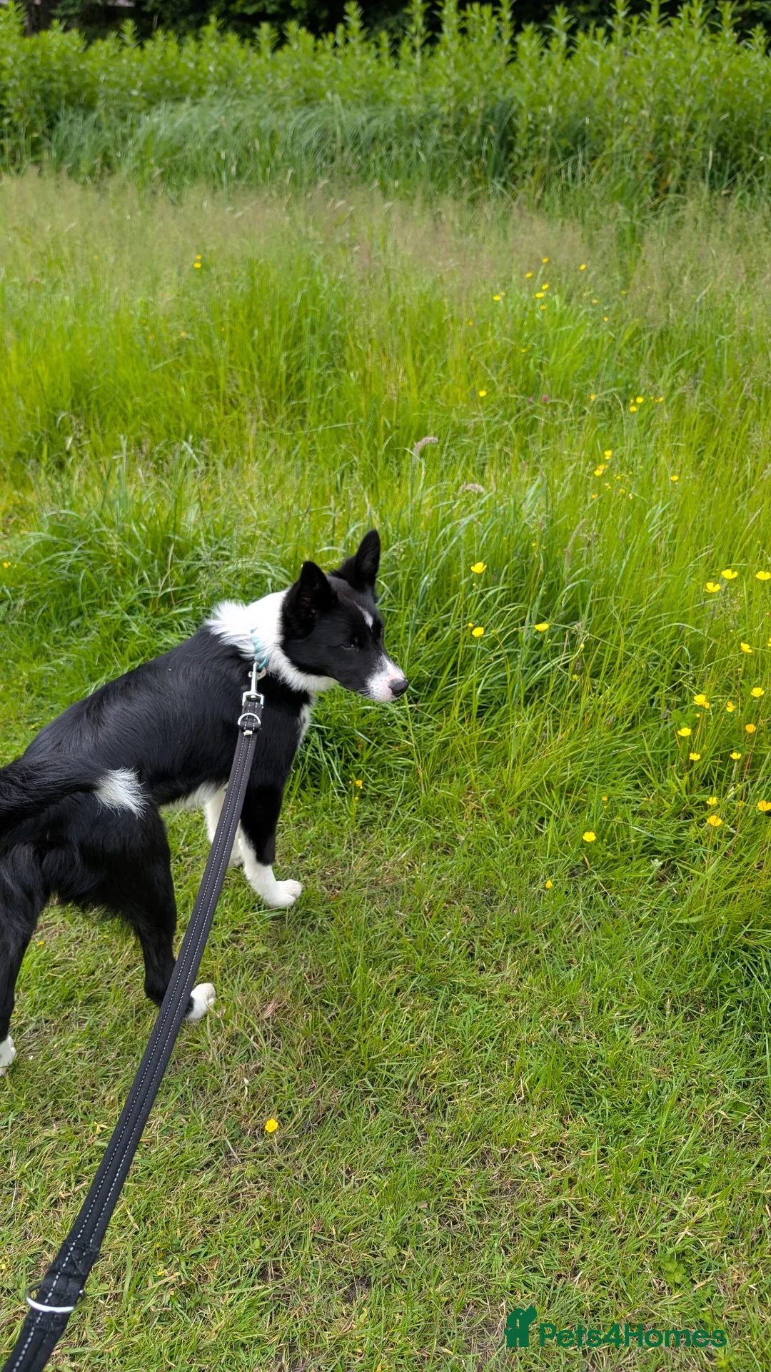Border Collie dogs for sale: Lovable family puppy border Collie called Hugo a  - Advert 2