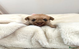 Jack Russell dogs for sale: Much Wenlock Jack Russell Pups  - Image 13