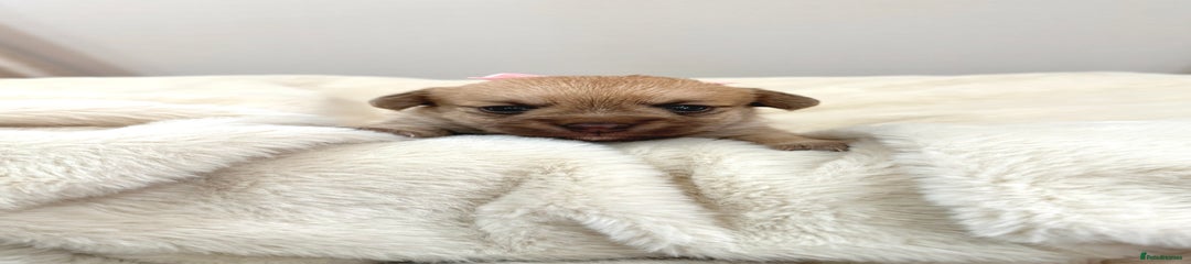 Jack Russell Puppy 1