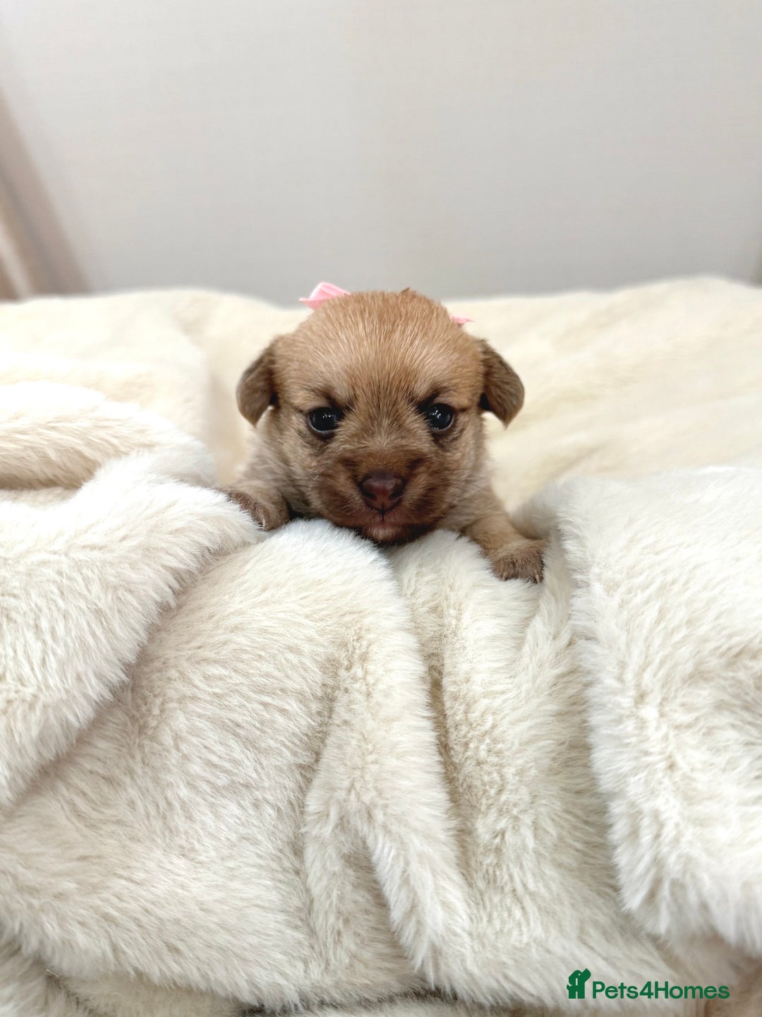 Jack Russell dogs for sale: Much Wenlock Jack Russell Pups  - Image 13