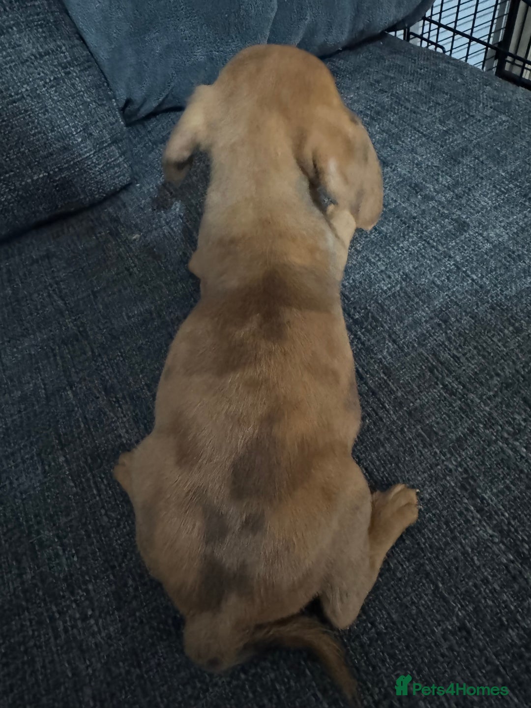 Dachshund dogs for sale: 5 beautiful dachshund 1 girl 4 boys - Advert 36