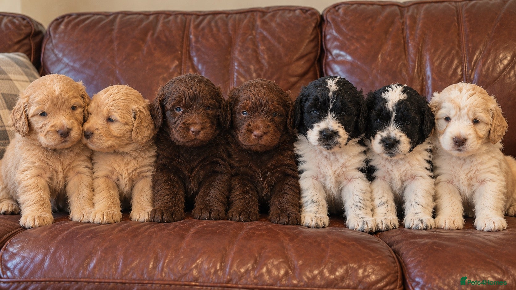 Newfypoo dogs Rare Newfypoo Puppies.  Stunning colors - Advert 1