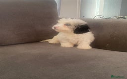 Cockapoo dogs for sale: 5 beautiful cockapoos - Image 4