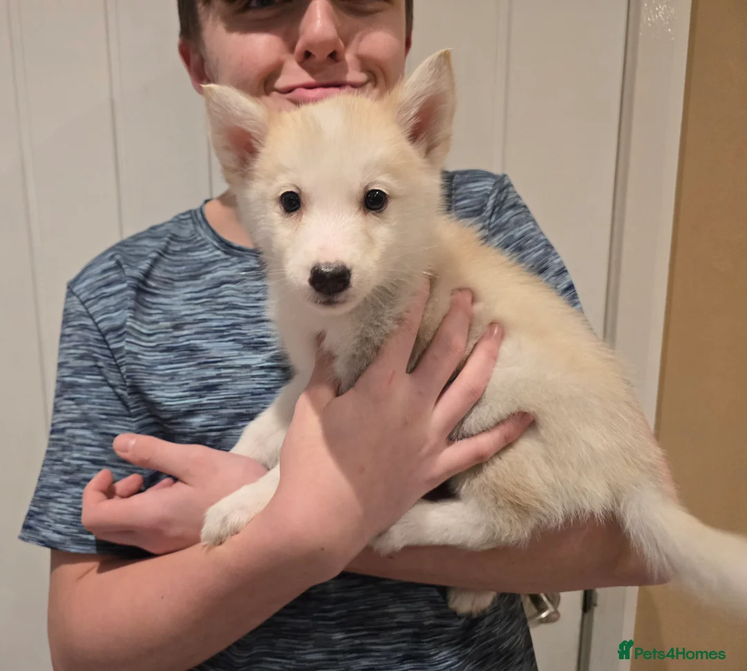 Siberian Husky dogs for sale: Ready Now last 2 girls left in litter - Advert 18