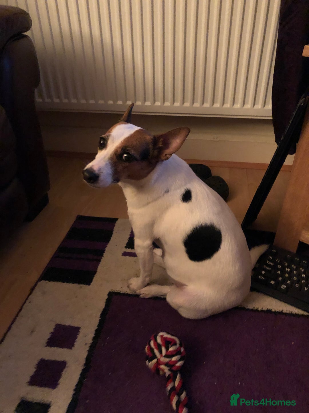 Jack Russell dogs for sale: Healthy Jack Russell For Sale - Image 3