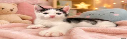 Mixed Breed cats for sale: Sweet kittens  - Advert 4