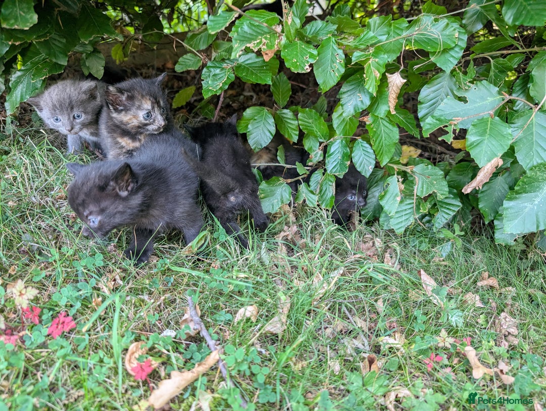 Mixed Breed cats for sale: FREE TO A GOOD HOME! adorable kittens for sale - Image 13