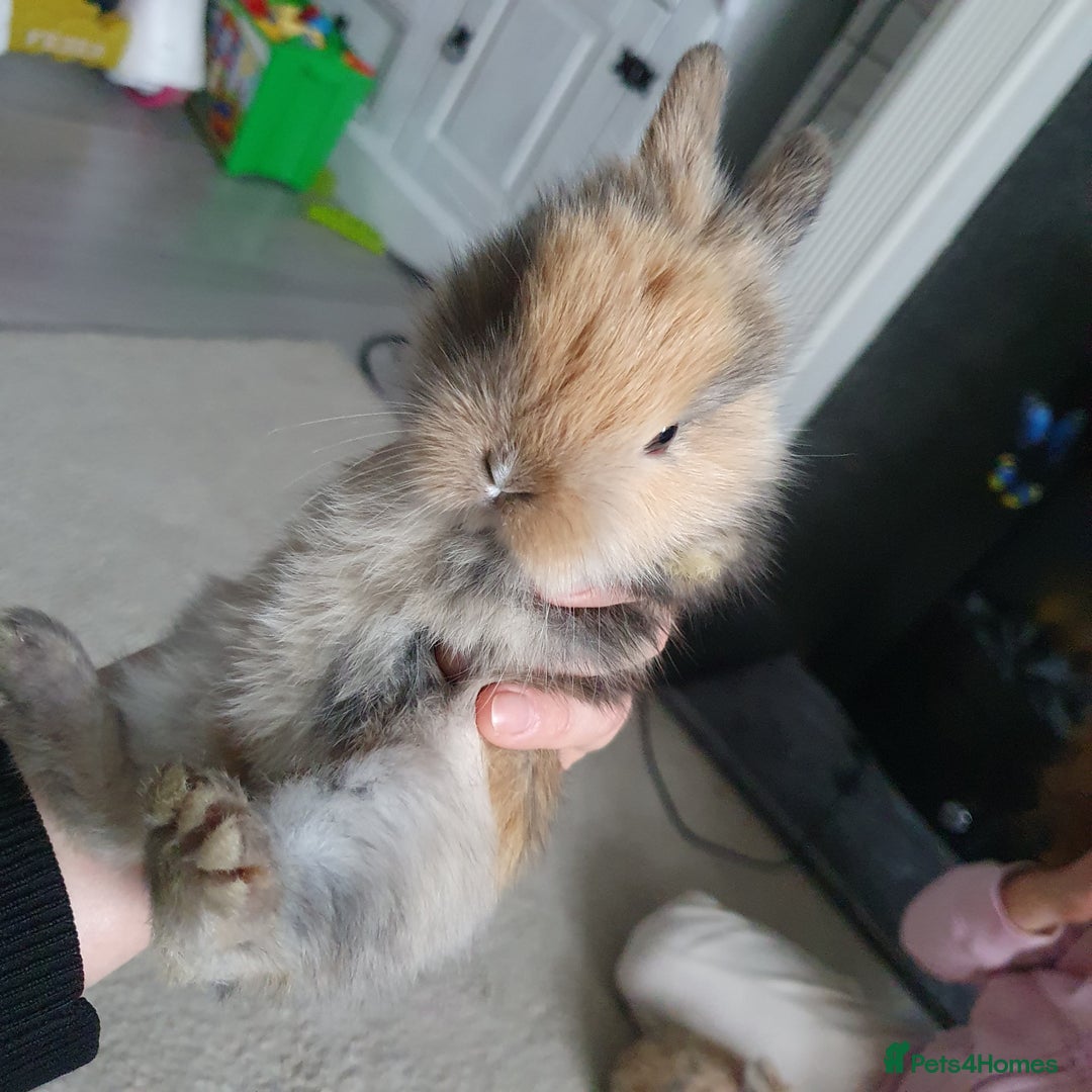 Lionhead rabbits for sale: Baby bunny's  - Advert 12