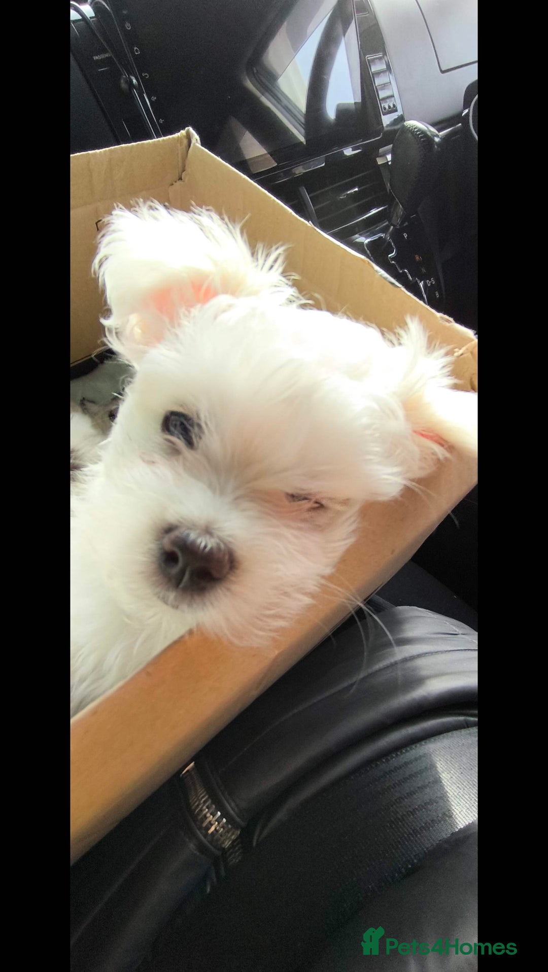 Maltese dogs for sale: Maltese korean line  - Advert 3