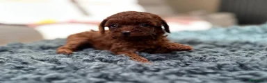 Toy Poodle 3