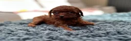 Toy Poodle dogs for sale: Adorable mini Asian poodle  - Advert 16