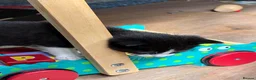Mixed Breed cats for sale: Gorgeous Cuddley Kittens - Advert 11