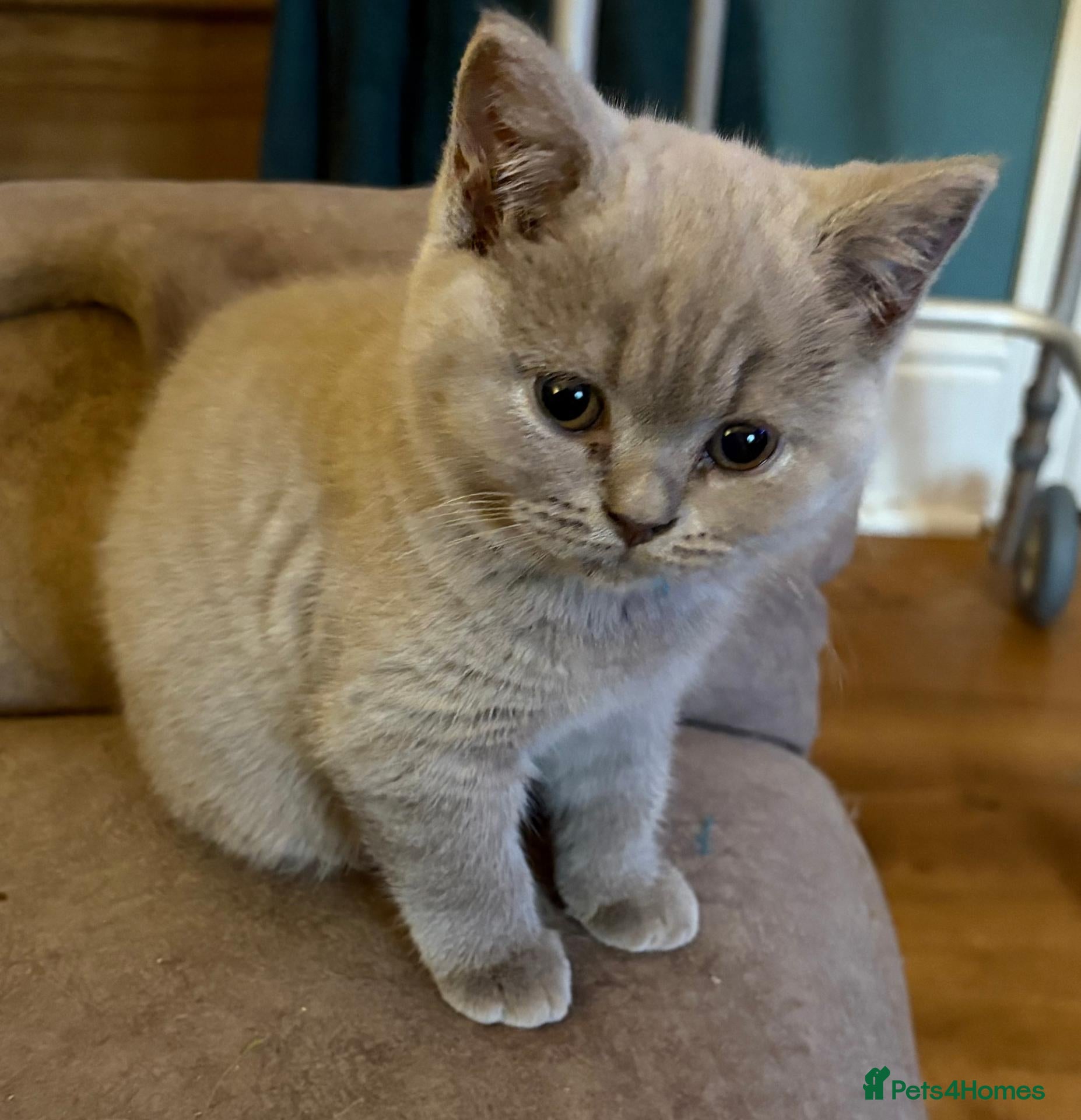 British Shorthair cats Beautiful BSH Kittens available early October - Advert 2