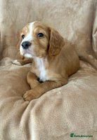 Cocker Spaniel dogs - Advert 13