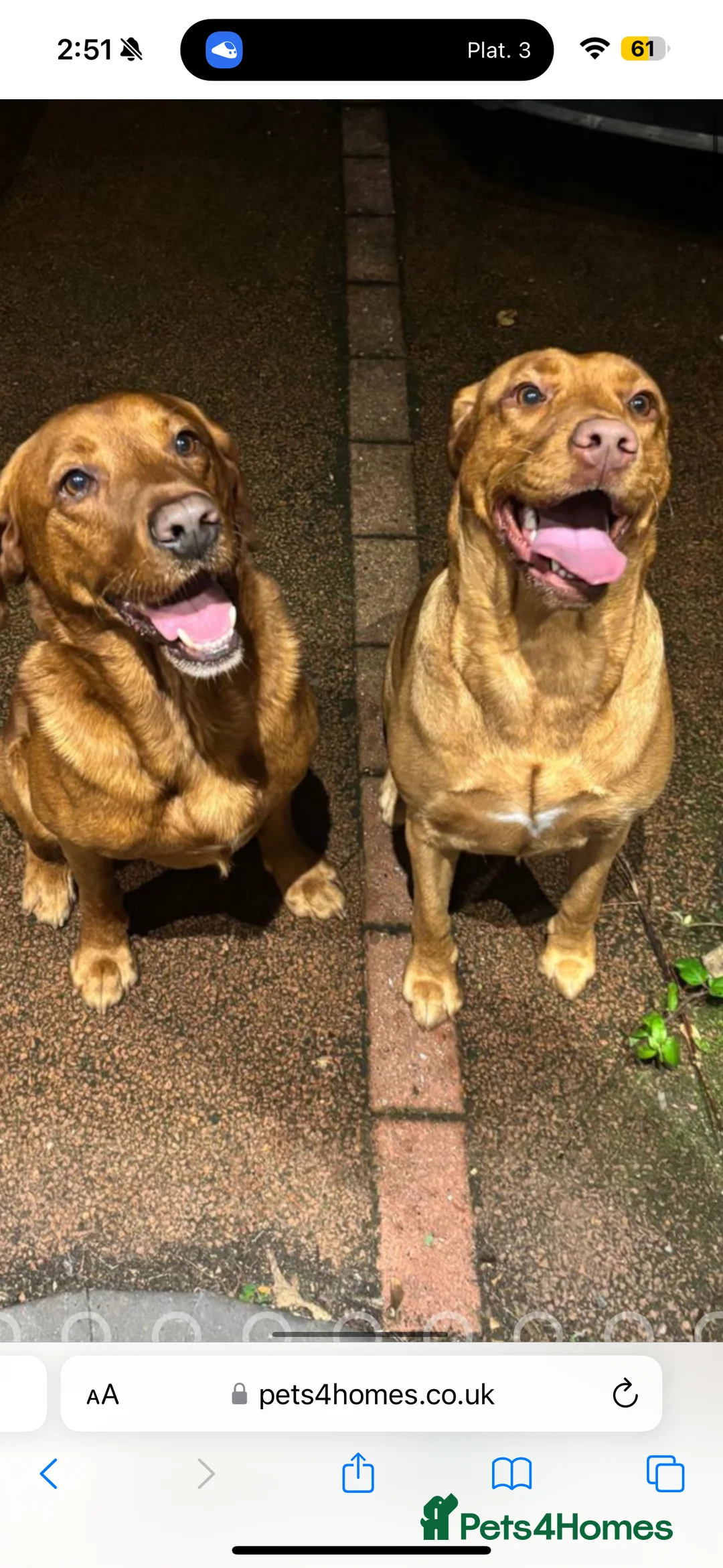 Labrador Retriever dogs for sale: Labrador Puppies (FOX RED) Last PUP Girl - Advert 7