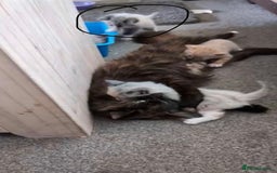British Longhair cats for sale: 4 month old kittens - Image 5
