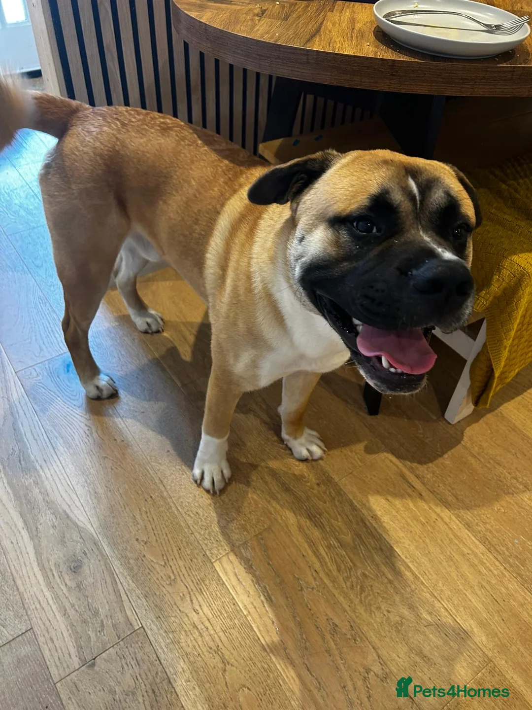 Mixed Breed dogs for sale: English Bulldog/American Akita cross (Dennis) in Colchester - Advert 1