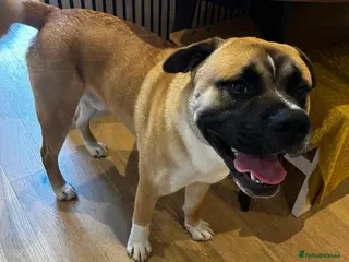 Mixed Breed dogs English Bulldog/American Akita cross (Dennis) - Advert 1