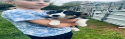 Border Collie dogs for sale: Merle & black and white litter  - Advert 2