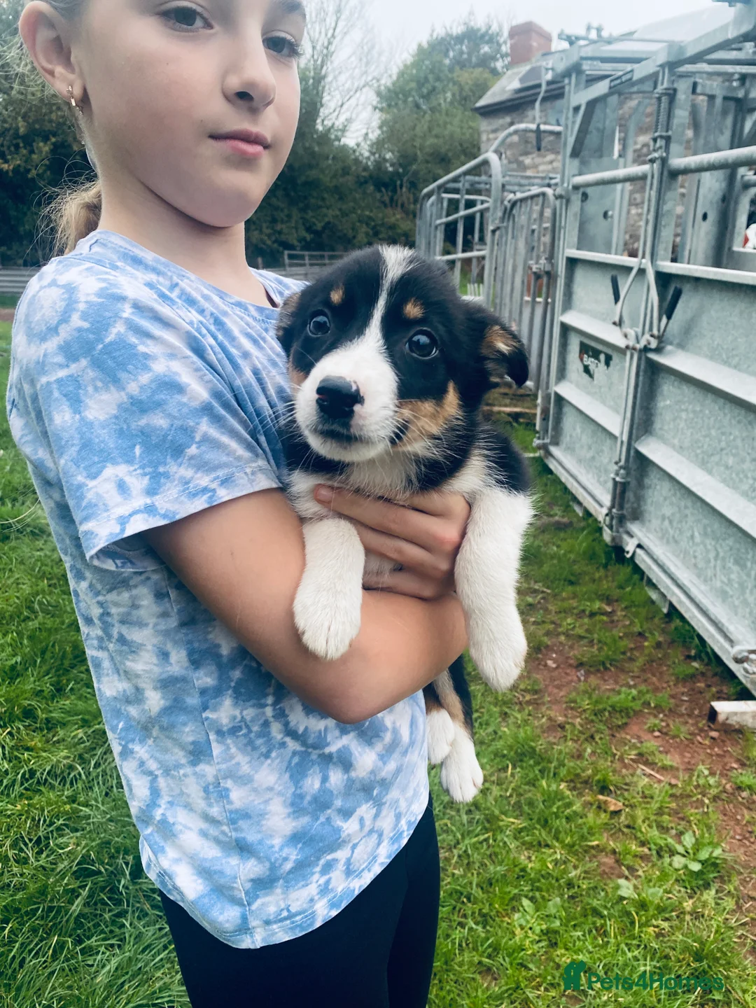 Border Collie dogs for sale: Merle & black and white litter  - Advert 2