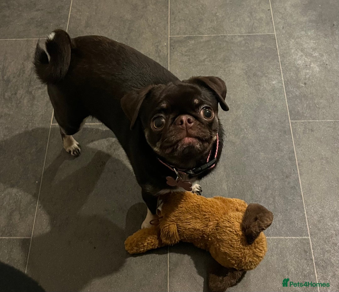 Pug dogs for sale: Tiny pug girl - Advert 22