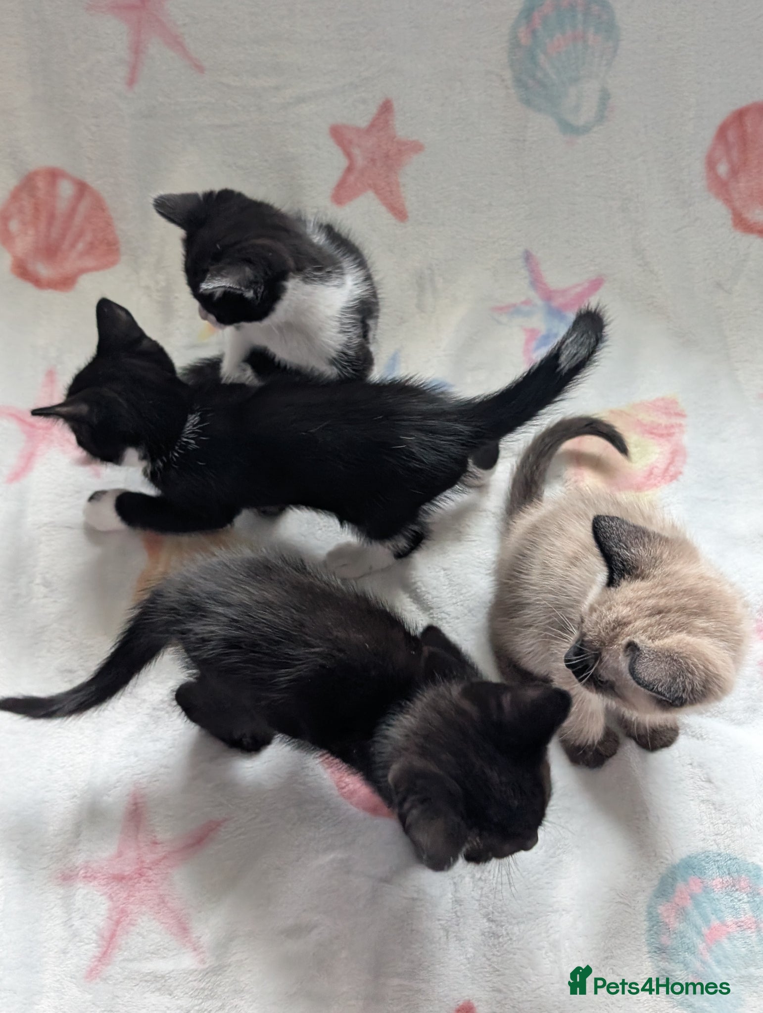 Domestic Shorthair cats Beautiful little kittens  - Advert 9