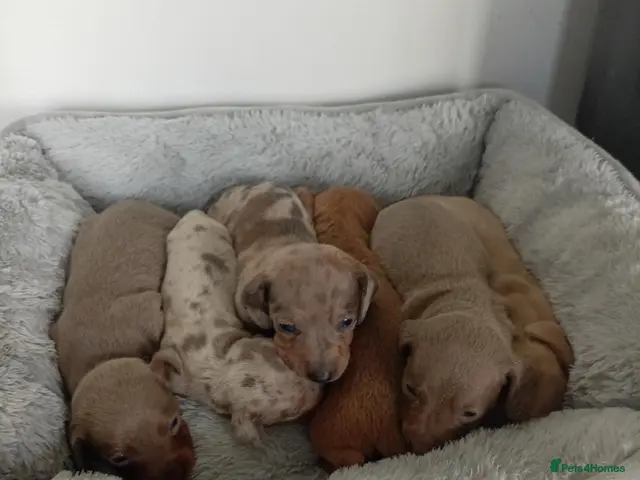Miniature Dachshund dogs for sale: Miniature dashund puppies - Advert 17