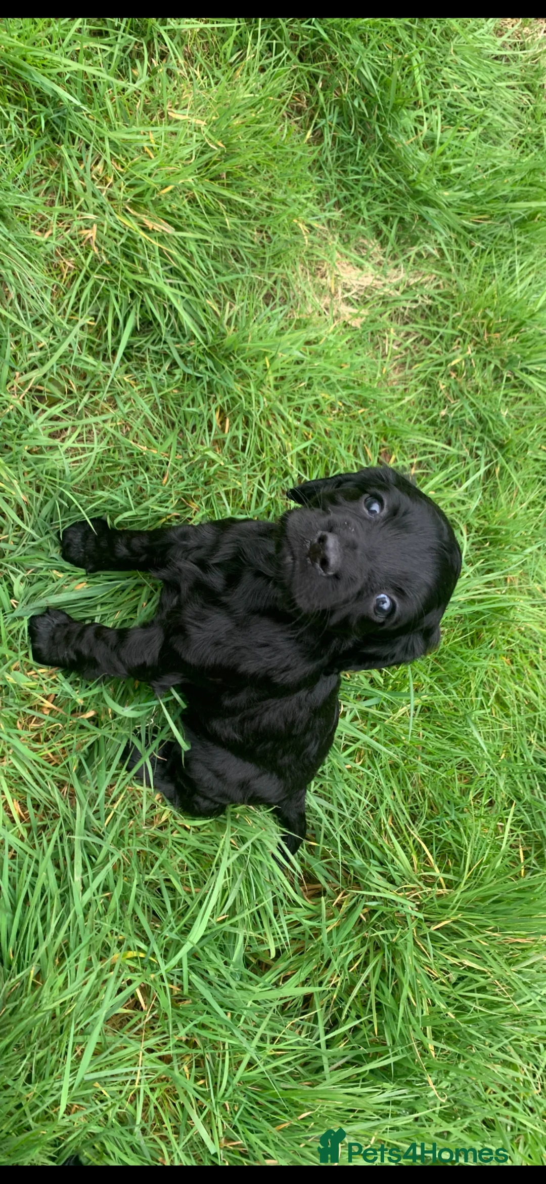 Sprocker dogs for sale: Fantastic Sprocker pups - Advert 1