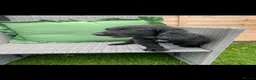 Cocker Spaniel dogs for sale: Cocker spaniel puppies  - Advert 8