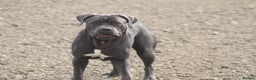 Cane Corso dogs for sale: 2 beautiful cane corso puppies - Advert 1