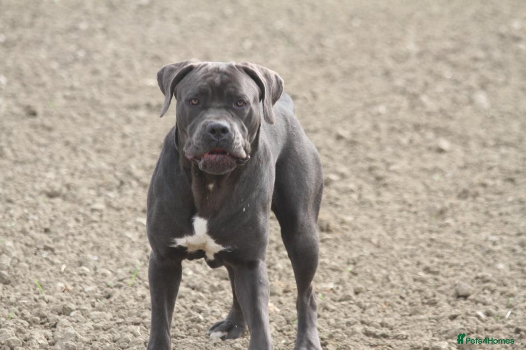 Cane Corso dogs for sale: 2 beautiful cane corso puppies - Advert 1