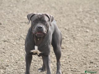 Cane Corso dogs 2 beautiful cane corso puppies - Advert 12