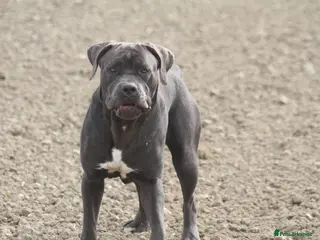 Cane Corso dogs 2 beautiful cane corso puppies - Advert 6