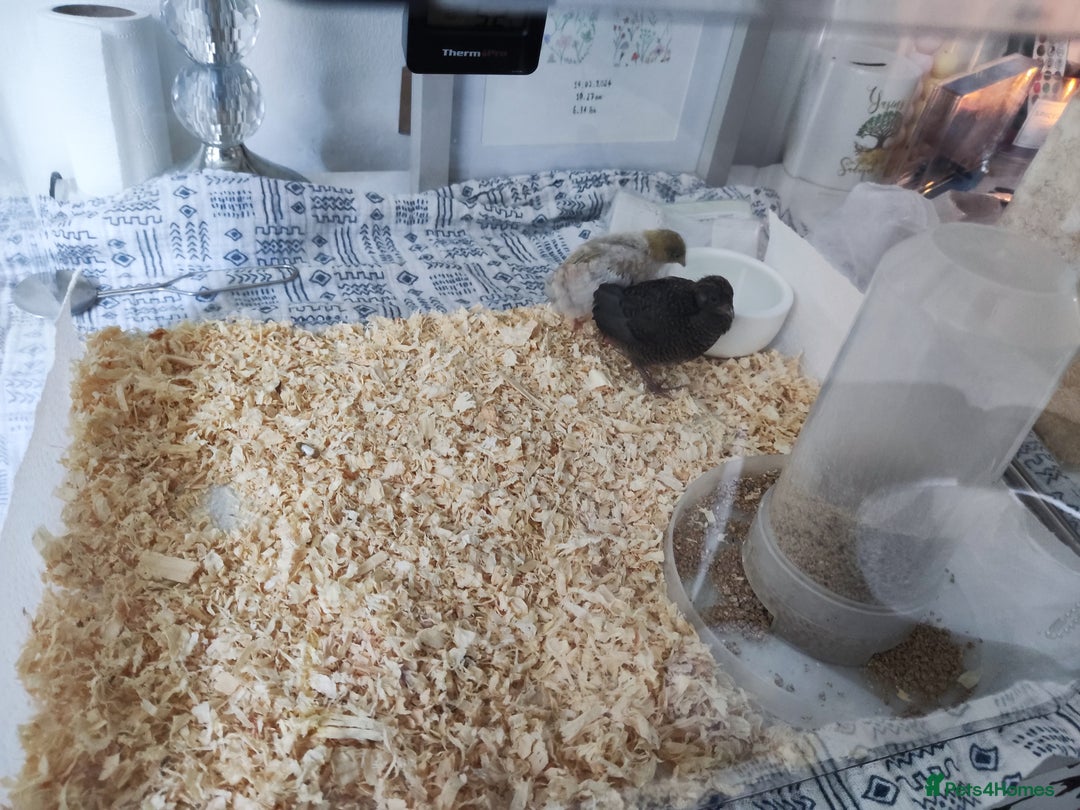 Quail poultry for sale: Chinese button quail pair - Image 4