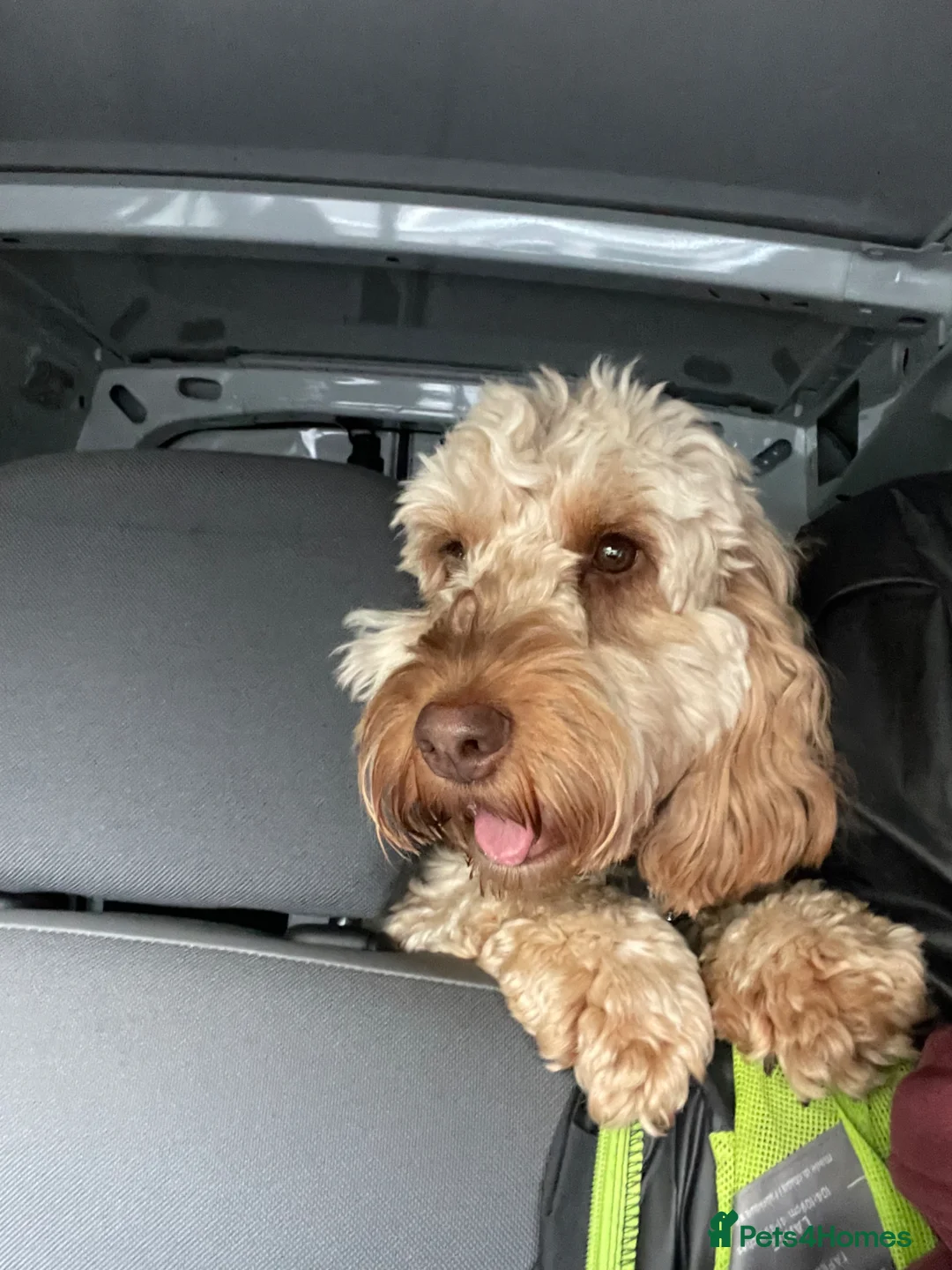 Cockapoo dogs for stud: Cockapoo PROVEN Stud F1 -Stoke  - Advert 2