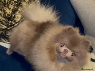 Pomeranian dogs Lilac Pomeranian for stud - Advert 18