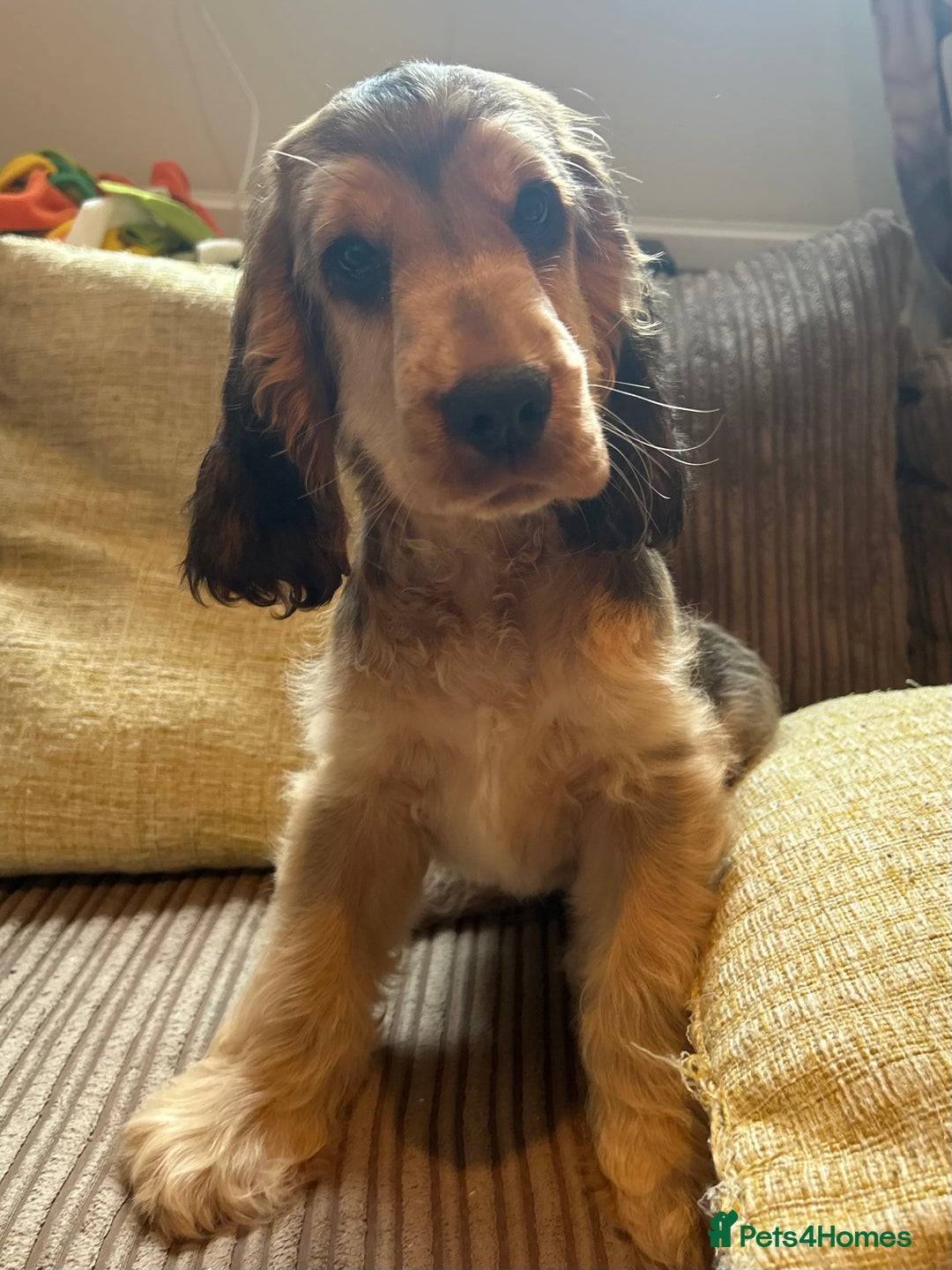 Cocker Spaniel dogs for sale: KC registered show cocker spaniels  in Battle - Image 3