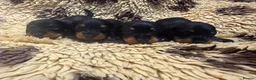 Miniature Dachshund dogs for sale: 5⭐️ licensed Miniature Wirehaired Dachshund  - Advert 5